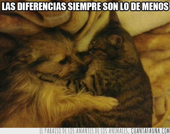 diferencias,dormir,abrazo,hermanos,gato,mimos,perro