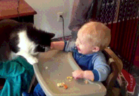 bebé,comer,galleta,gato,niño,robar