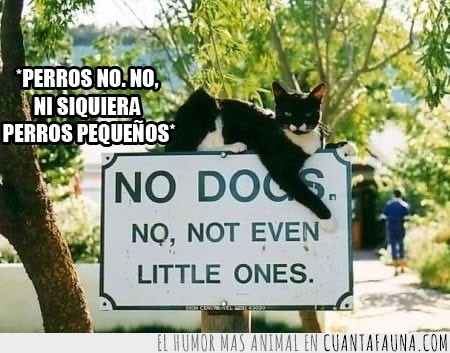 letrero,cartel,gato,no,perros