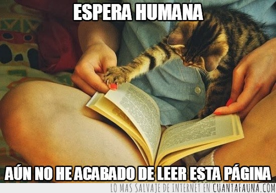 humana,página,leer,libro,gato