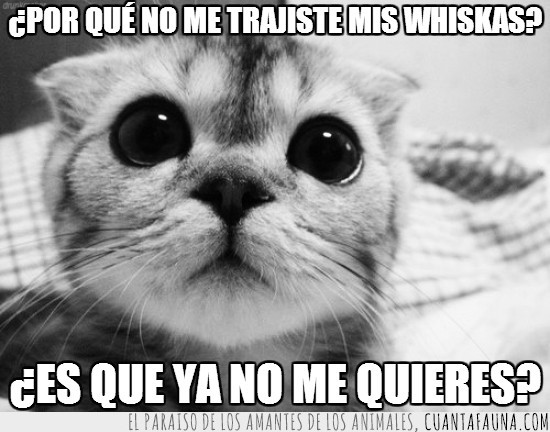 querer,whiskas,gato,desilusión,tierna,mirada