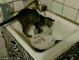 fregar,gato,jugar con el agua,pica,platos