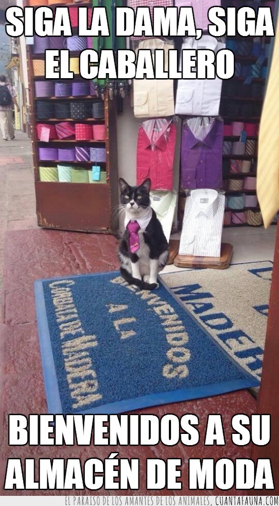 corbata,gato vestido,gato