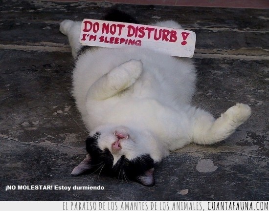 gato,dormir,dormidito,cartel,rellenito,gordo,no molestar