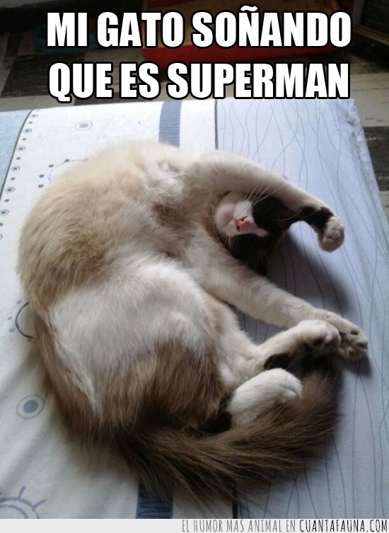 sueños,soñar,gato,tumbado,dormir,superman
