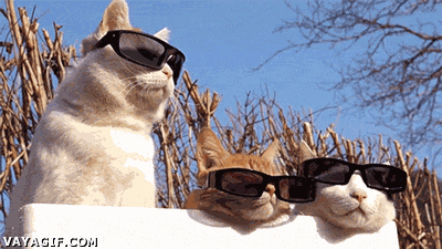 Expresión,gafas de sol,Gatos,mirar