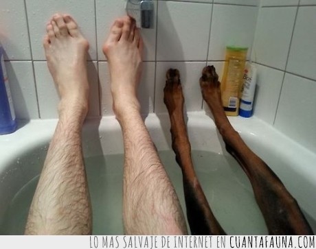 can,perro,bañera,amigos