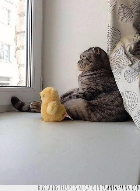 15740 - El gato le explica la vida a su amigo pollito - Hay vida más allá de esta ventana, en serio