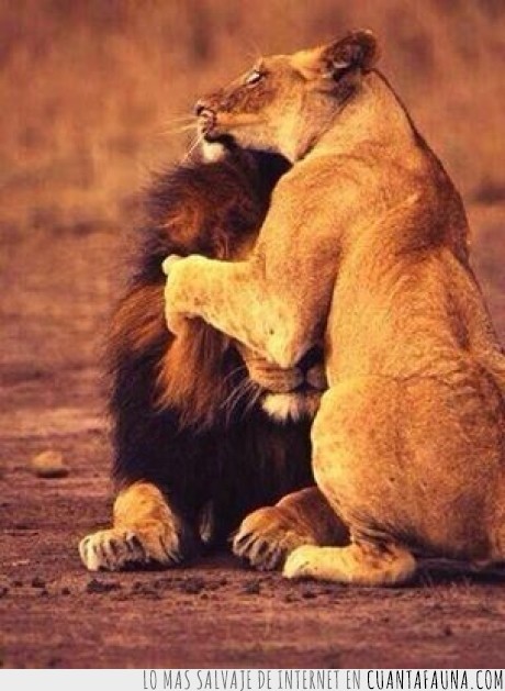 felino,leona,rey,abrazo,animales,león,madre,hijo