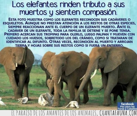 elefante,resto,cadaver,hueso,reconocer,enterrar,encima