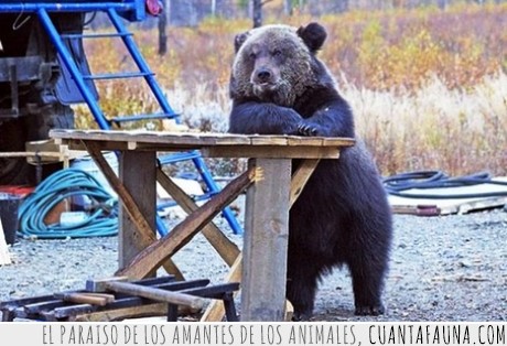 oso,pedir,copa,cubata,litro,mesa,humano