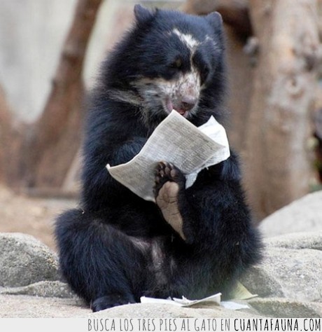 papel,animal,periodico,mirar,leer,oso