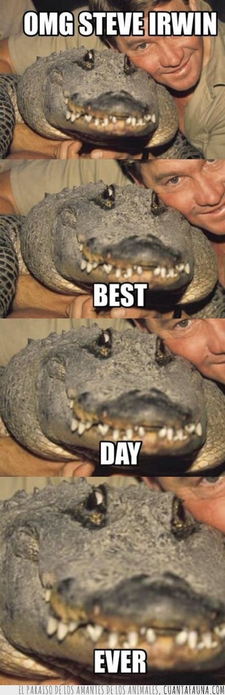 16687 - La sonrisa de este cocodrilo lo dice todo - Porque los cocodrilos también tienen el suyo
