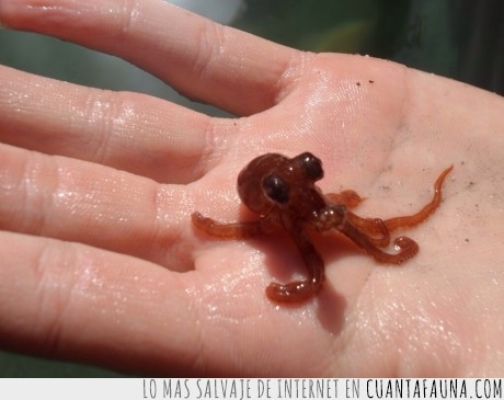 octopus,pulpo,bebe,cefalópodo,cría,diminuto,adorable
