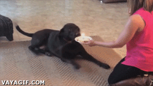 perro,pastel,vela,cumpleaños,tarta