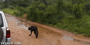 búfalo africano,proteger,cría,león,instinto maternal,leona