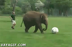 elefante,pelota,futbol,resbalar,al suelo,torpe