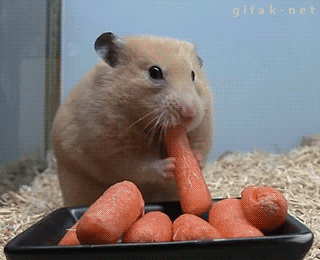 Hamster,Zanahorias,Hambre,Tragar,Comer,Ratón,Zanahoria