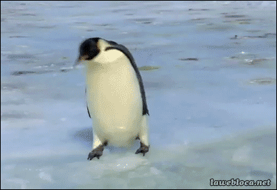 pingüino,fail,caerse,ostiazo,nadar,hielo,pingüinos,deshacerse,calentamiento global