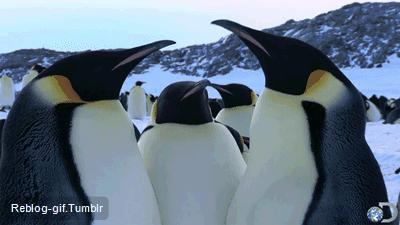 pinguino,seguir,confuso,discusión,cabeza