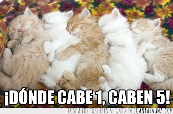 pequeño,cinco,uno,espacio,dormir,sueños,gatitos,Gatos