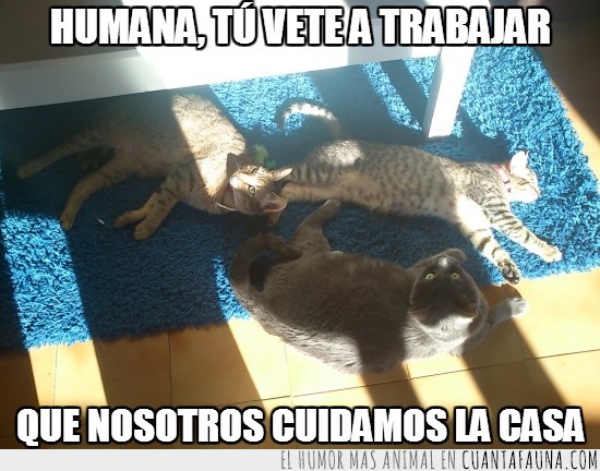 humana,trabajar,nosotros,casa,gatos,baloo,xipi,galet,dormir,mirar,estirarse