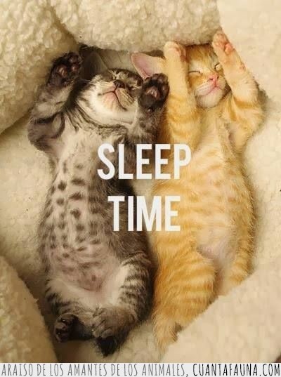 gatos,dormir,siesta,monada,preciosoo