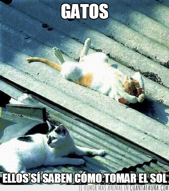 tumbado,tomar,sol,gatos,tejado