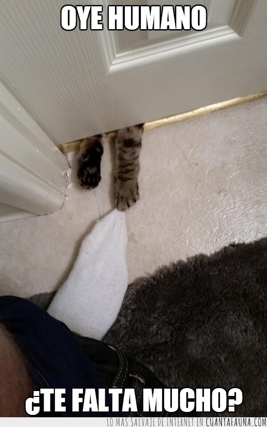 gato,apuro,baño,puerta,media,sujetar