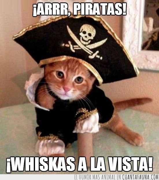 pirata,gatito,naranja,ternura,Whiskas,a la vista