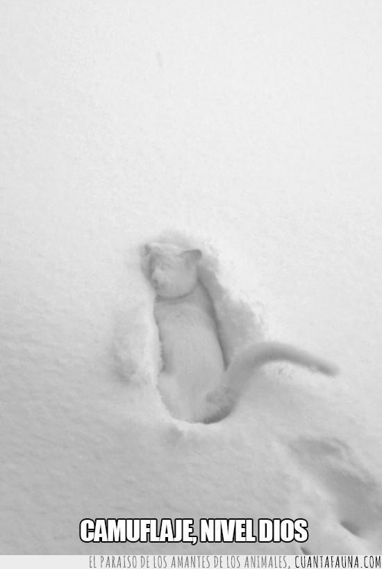 nieve,blanco,Gato