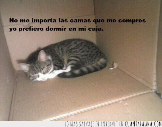 dormir,caja,gato