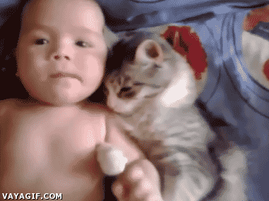 abrazar,bebe,carantoña,gato,pequeño,querer