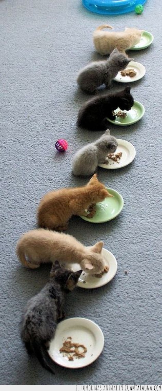 gatos,platitos,comida,hora,todos a una,azul,amarillo,hambre,apetito