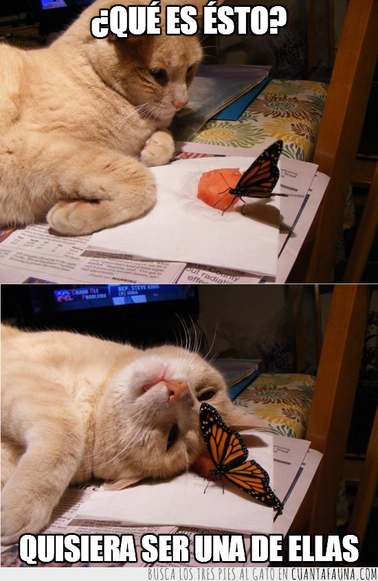 Gato,mariposa,mirar,pensar