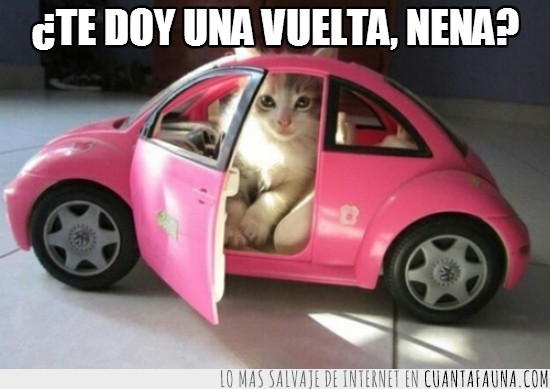 coche,gato,paseo,nene,chico,barbie,new beetle,rosa