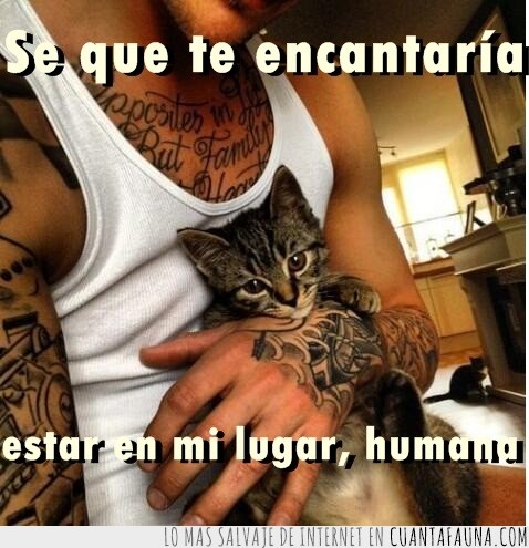 Gato,chico,tatuajes,abrazo,en mi lugar