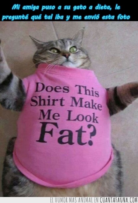 gato,camiseta,gordo,gorda,dieta,comer,fat