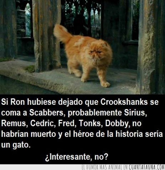 15755 - Si reflexionas, en realidad ves que Crookshanks es un héroe incomprendido - El Gato Que Vivió