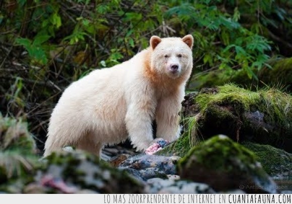 insolito,vive en Canadá,400 ejemplares,peligro de extinción,oso,blanco