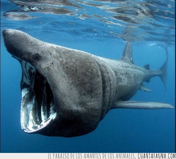 grande,tiburon,boca grande,11 metros,vive en el mediterráneo,segundo