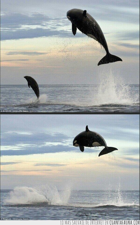 orca,saltar,volar,levantar,comer,delfin,asesina,ballena,perseguir