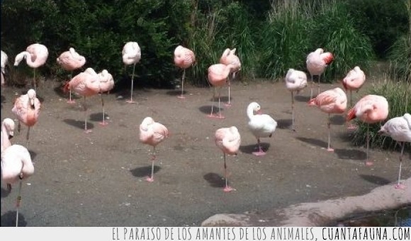 pato,flamenco,flamingo,pata,ave,aceptar,disimular
