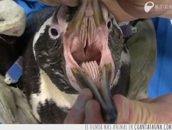 17563 - Tan monos que parecen, pues mira cómo son por dentro - Es la boca de un adorable pingüino