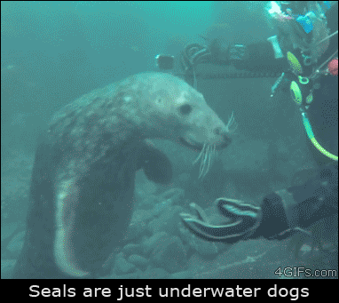 perros,mar,foca,seals,acariciar,simpaticas,dejarse tocar