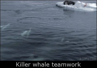 nadar,equipo,delfínidos,orca,inteligencia,foca,ballena asesina