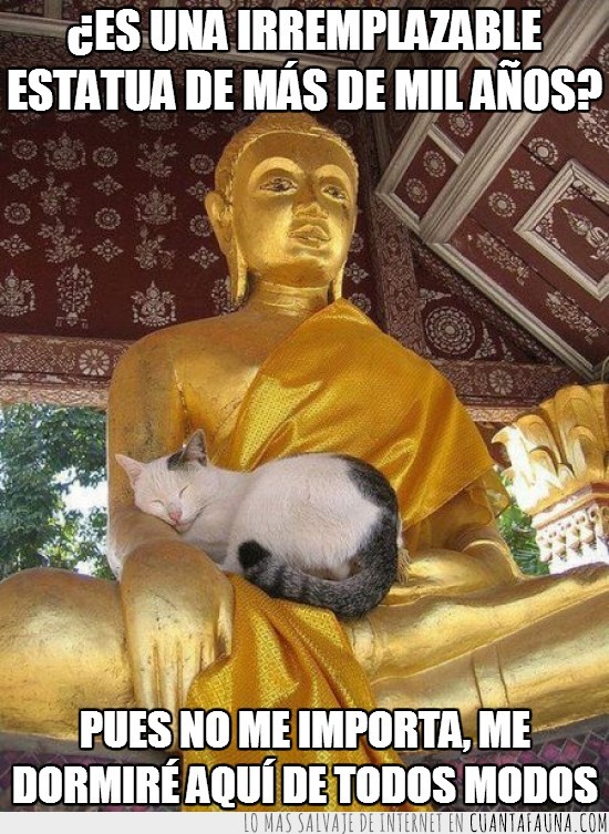 gato,dormir,hindú,no importa,irremplazable,estatua