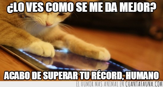 gato,jugando,tablet,videojuego,superar,record