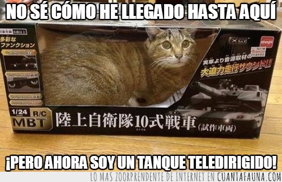 Teledirigido,Tanque,Mirada,Caja,Atrapado,Gato,Avión,Radiocontrol