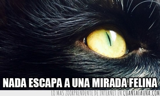 ojos,gatos,mirada felina,ojo